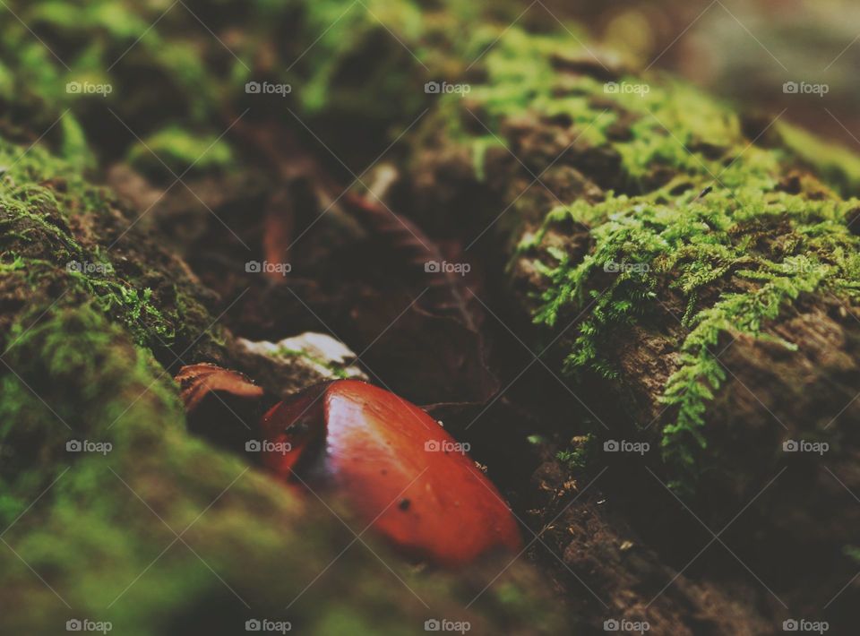 Close up of a nut in a log cover in moss.