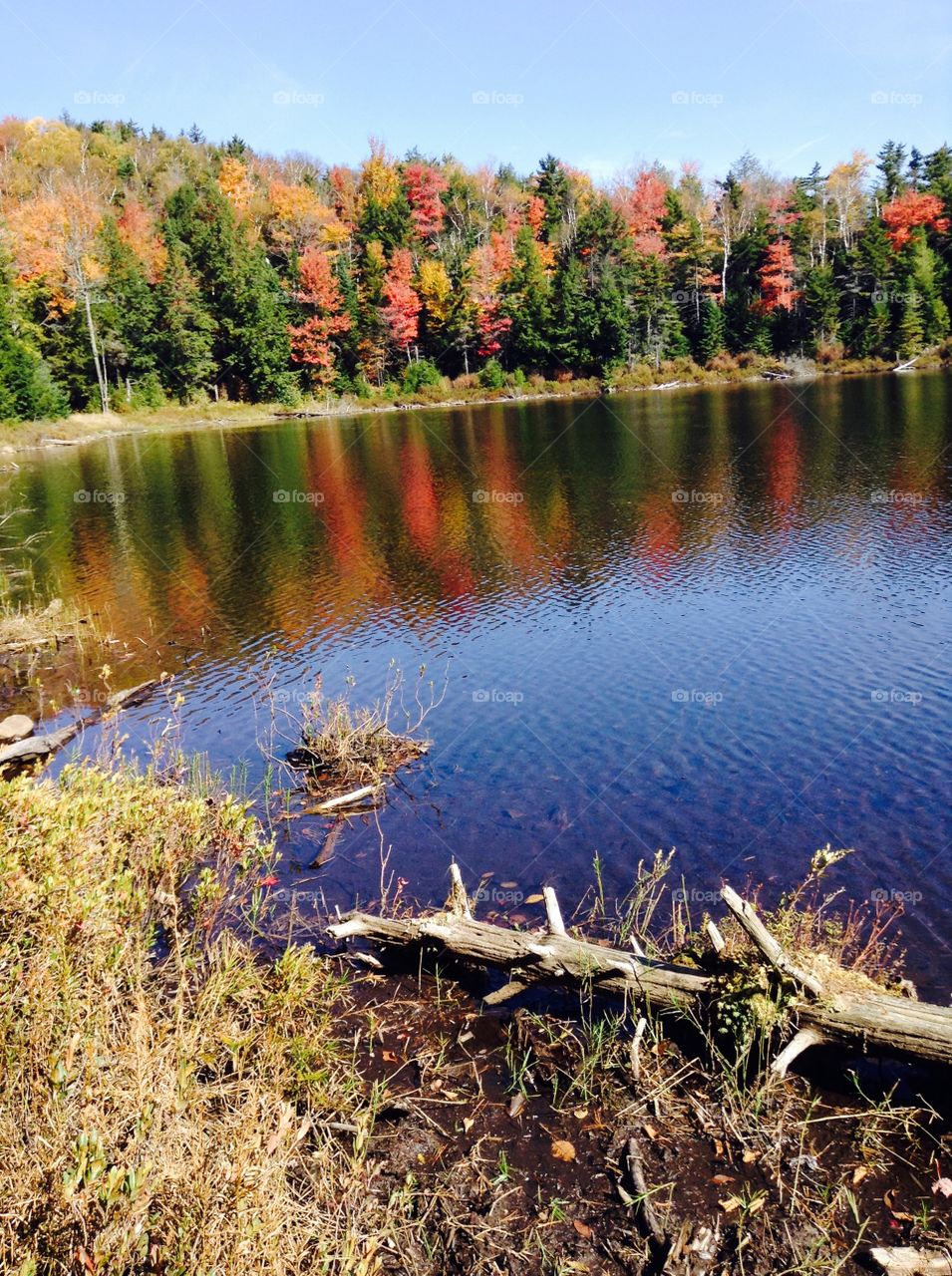 Autumn trees reflecting on lake