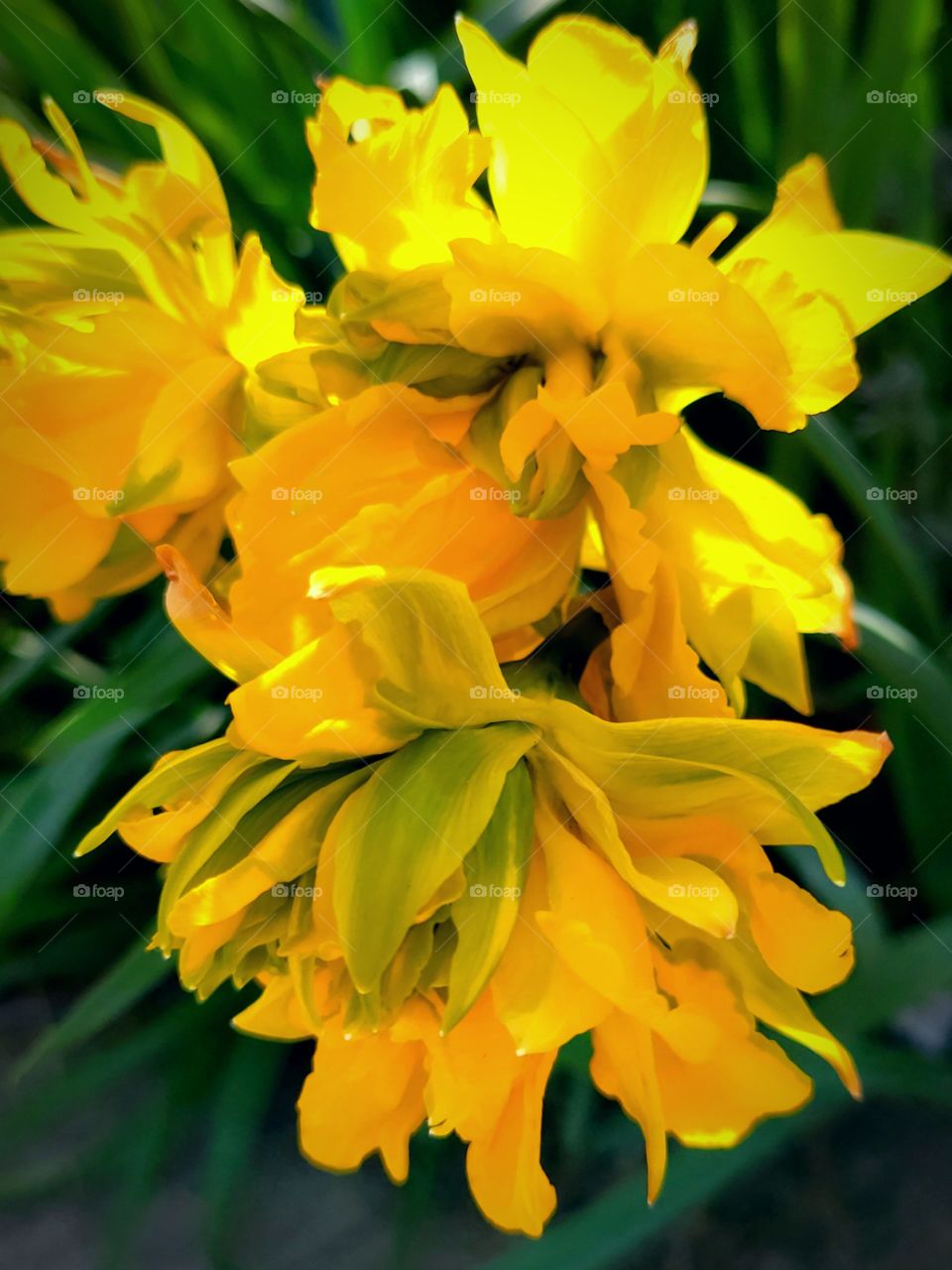 Daffodil Beauty