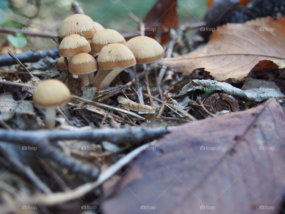Mushroom growing in forest