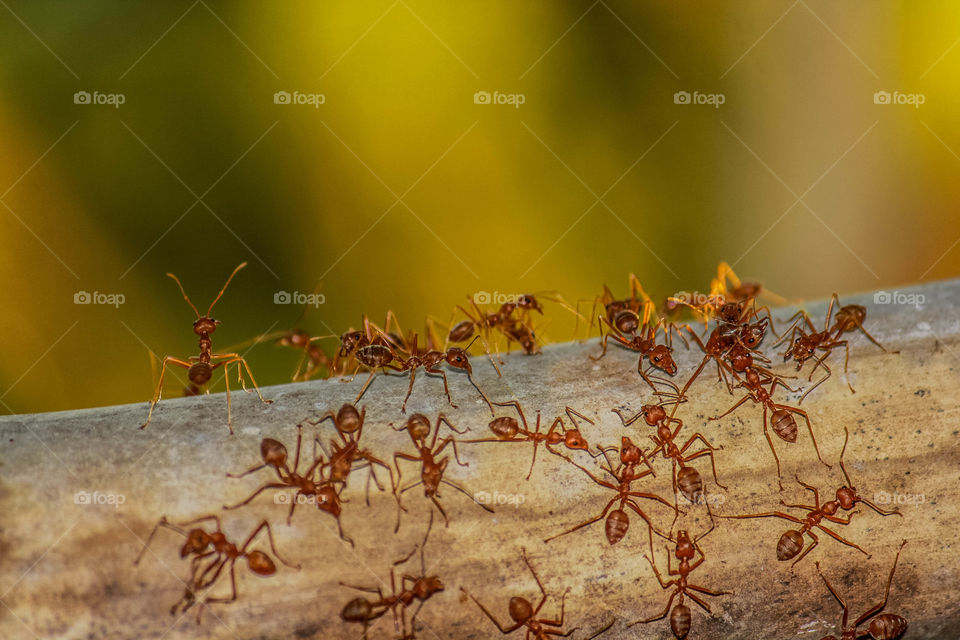 red ant