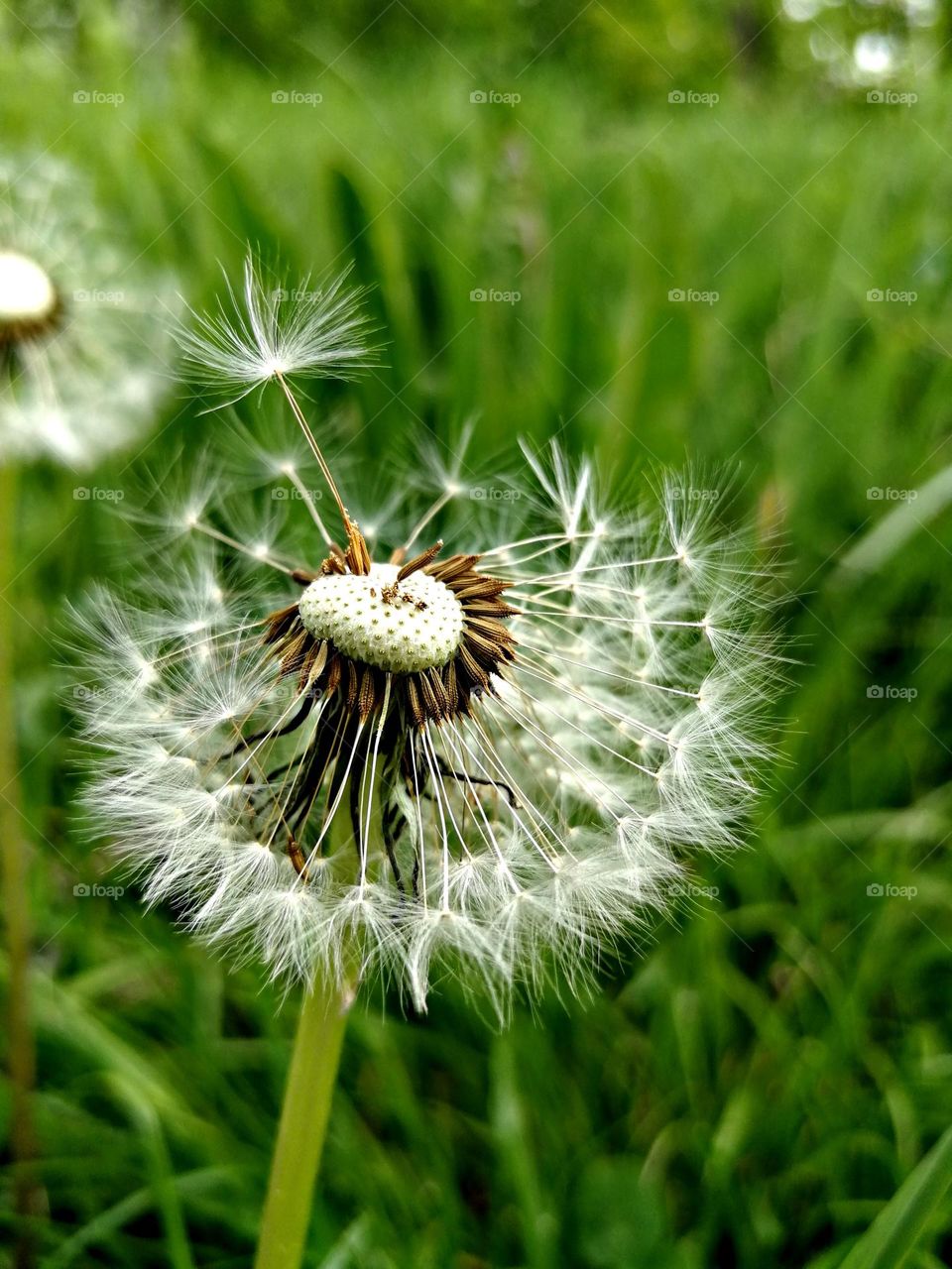 Dandelion