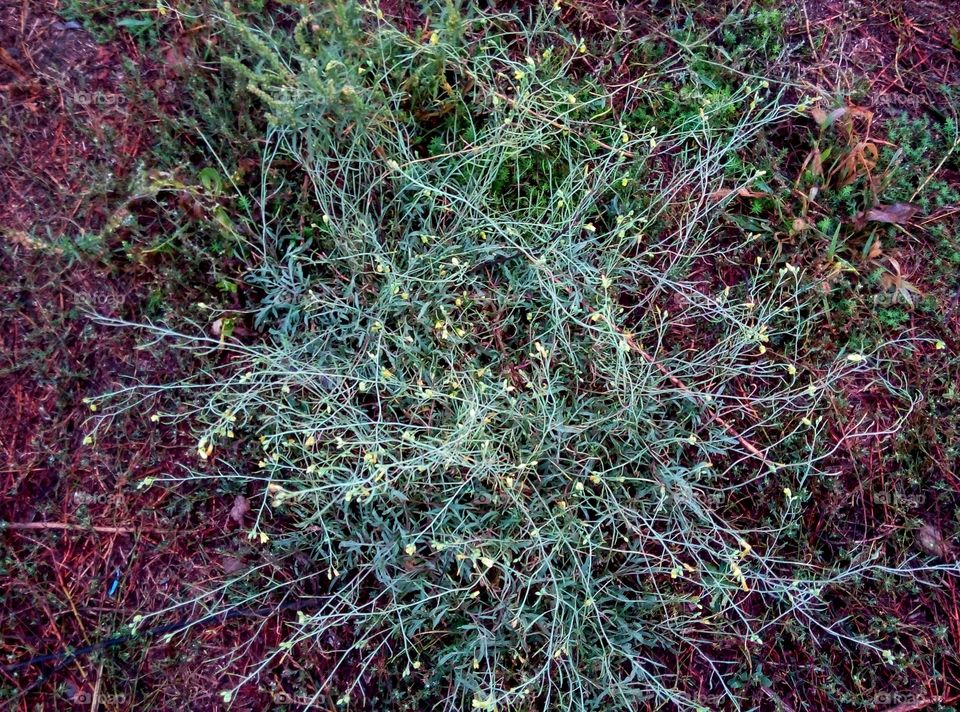 Растение plant