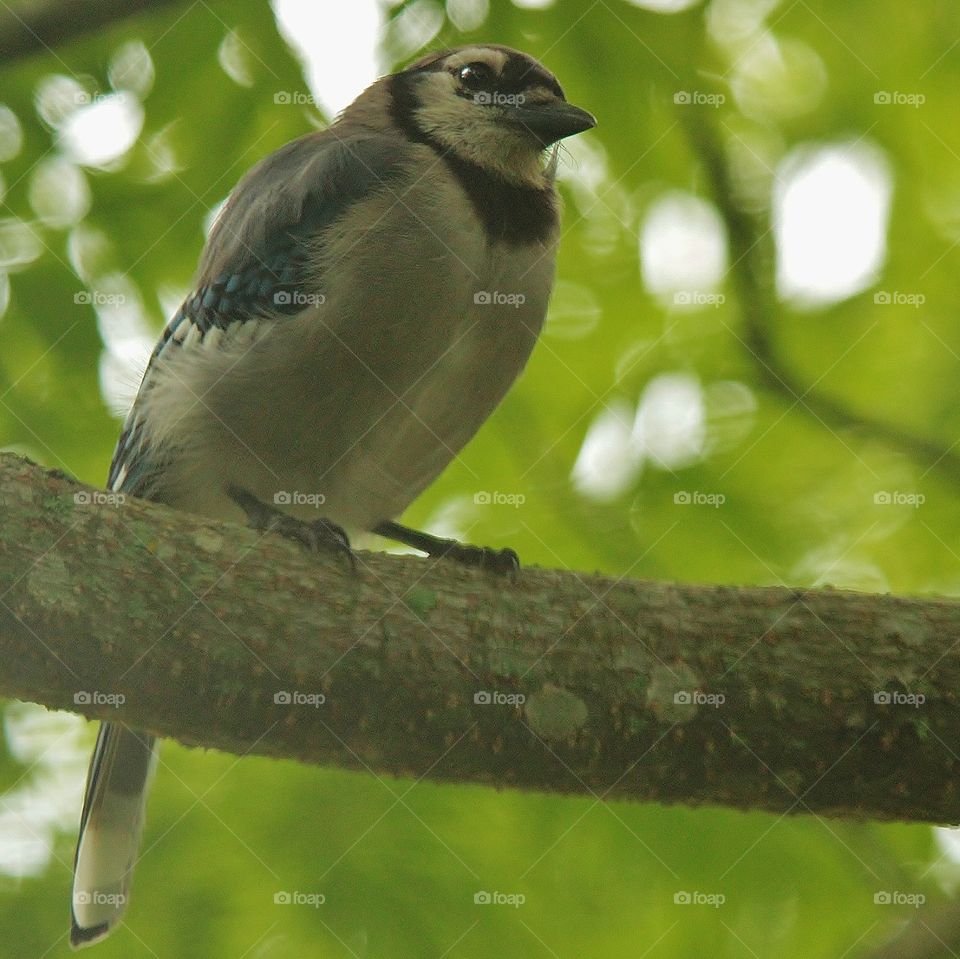 Female Bluejay