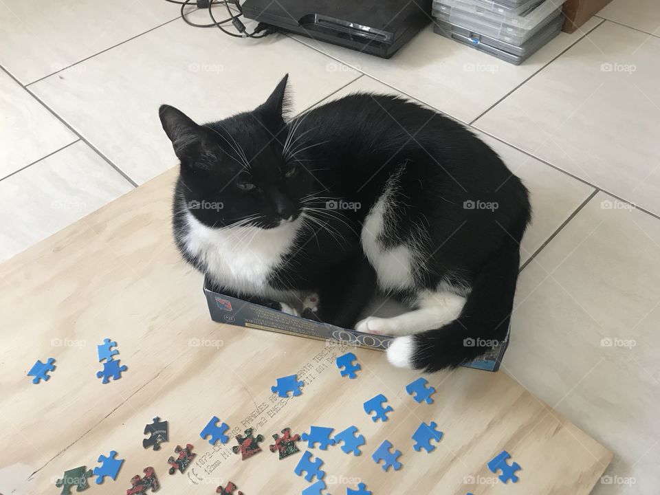 Always has to sit inside a box whether he fits or not 