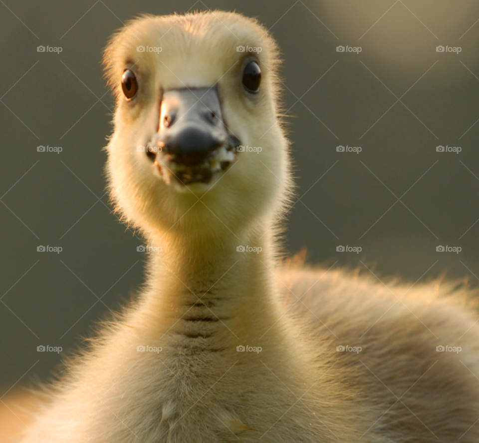 baby animal bird goose by lightanddrawing