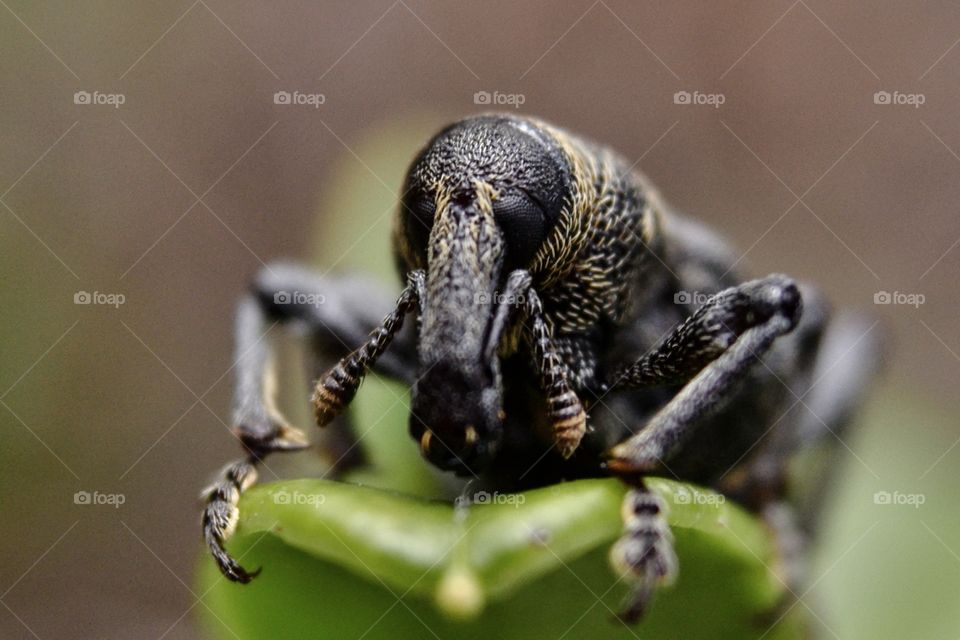 Extreme close up of weevil