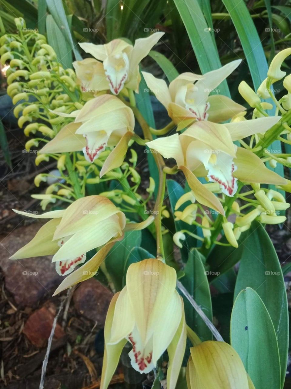 Beautiful spring orchids beginning to open 