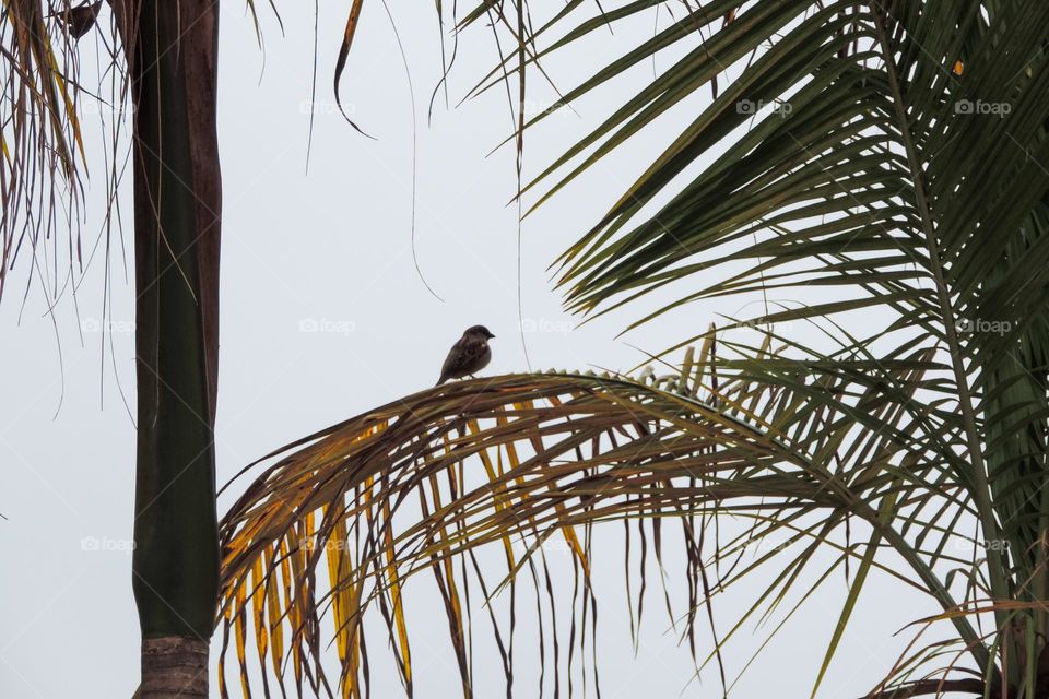 Pequeno passarinho nas formosas folhas de Palmito