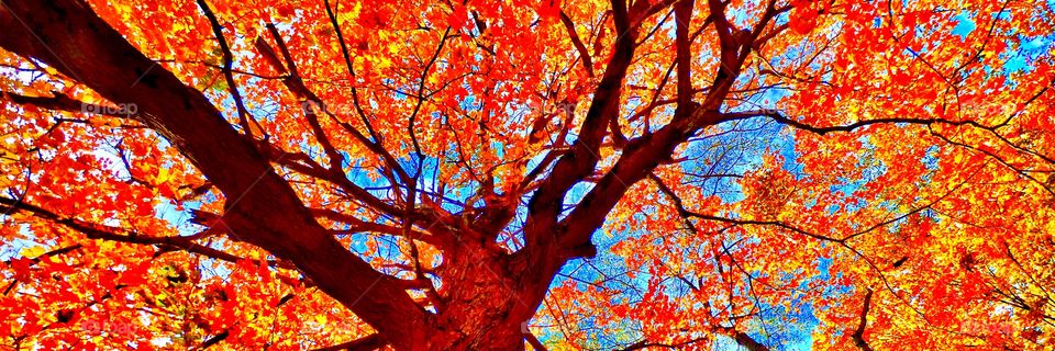 Fall tree in Indiana 
