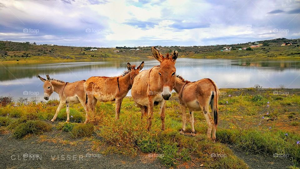 Donkeys at a dam.