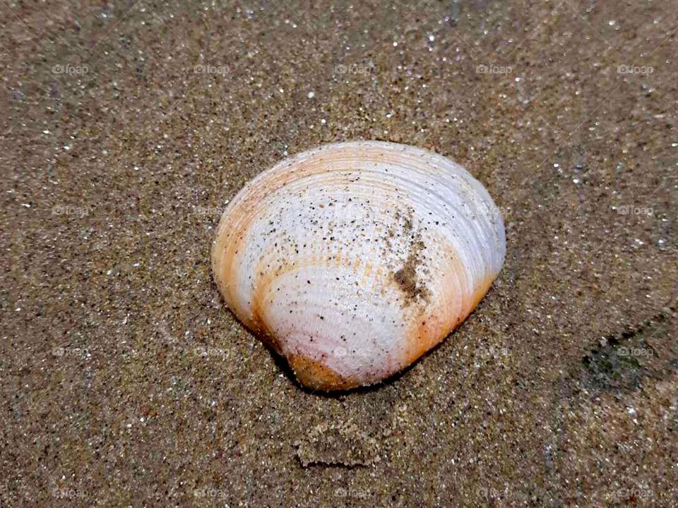 Seashell at Beach 