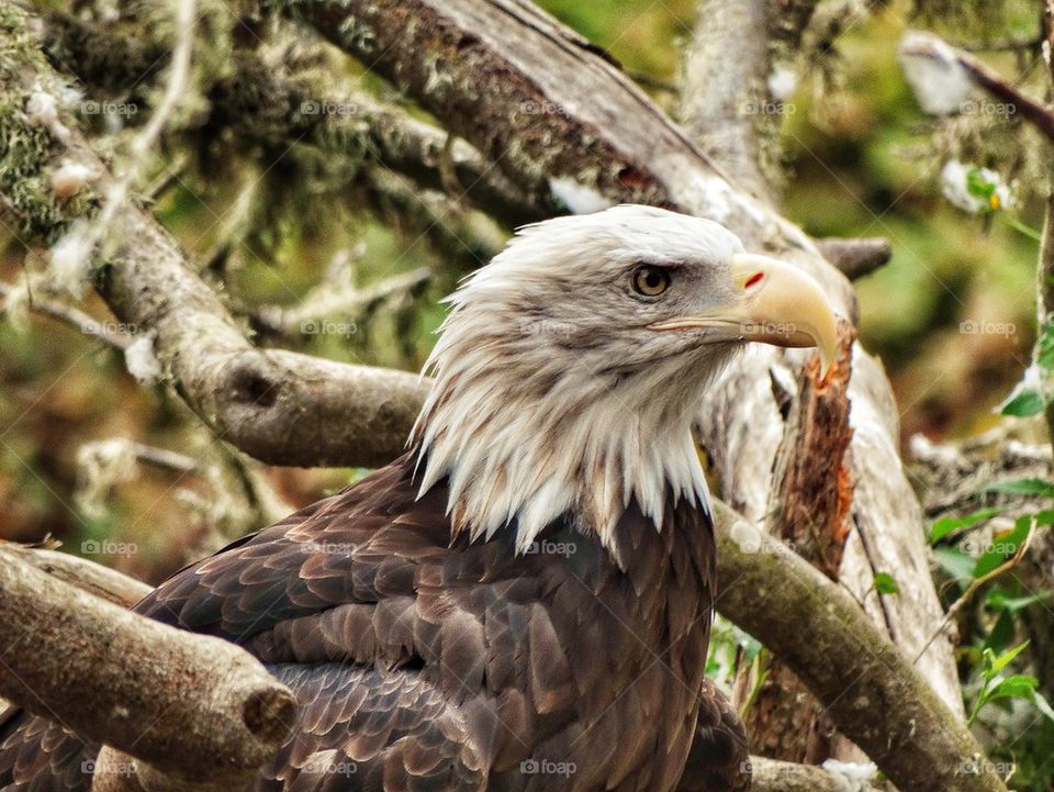 Noble American Bald Eagle. Profile Of Bald Eagle