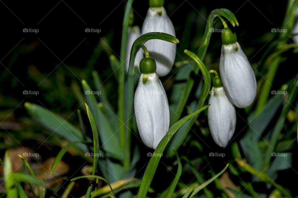 Snowdrops