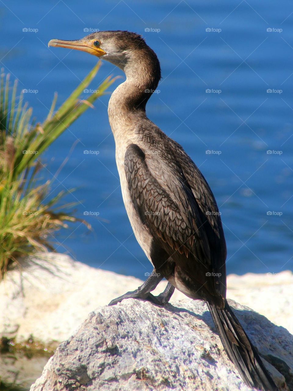 Cormorant on a Rock