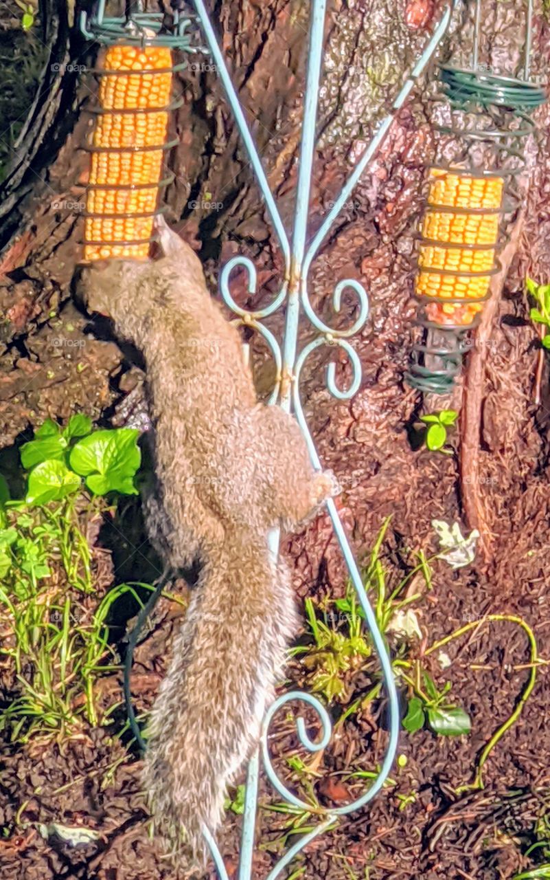 squirrel eating corn