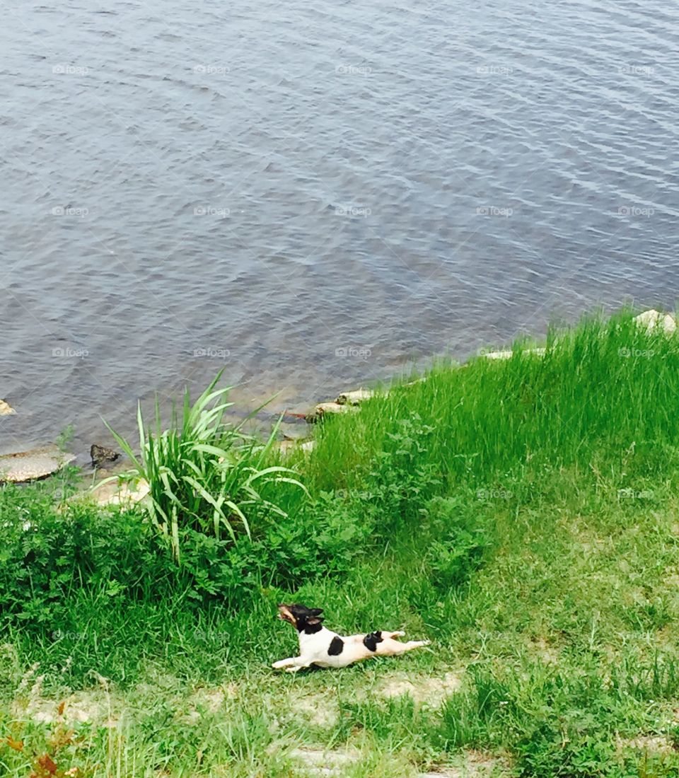 A dog playing in the grass at lake Okeechobee 