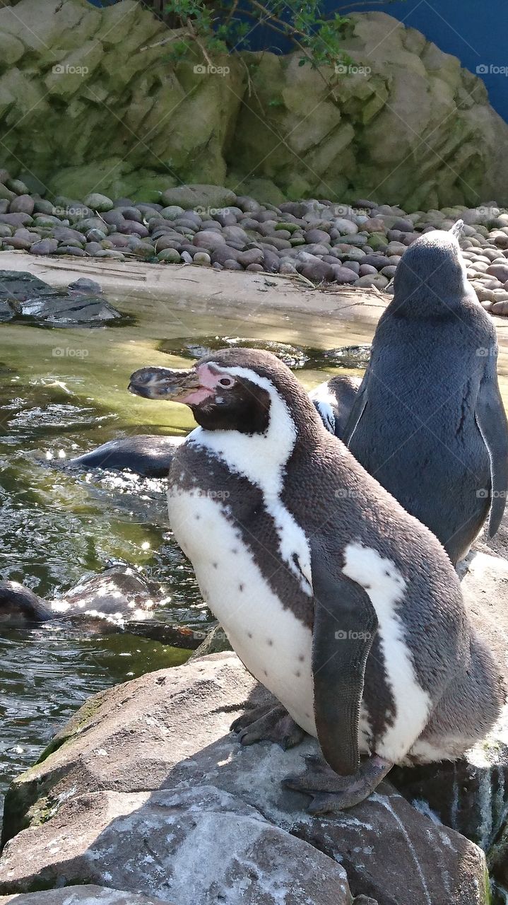 penguin sanctuary
