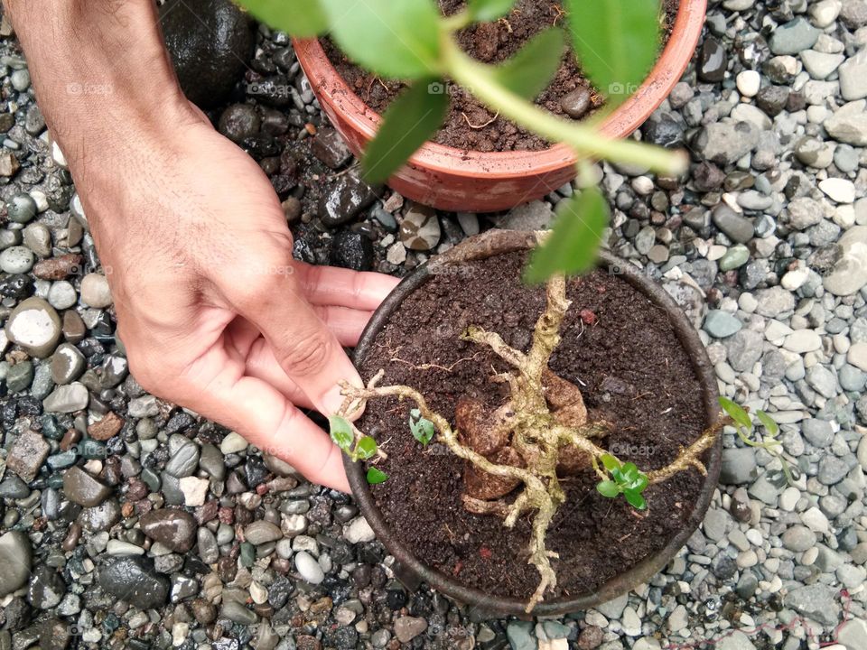 after planting and watering,  this potted plant will grow well.  bonsai tree on clay pot