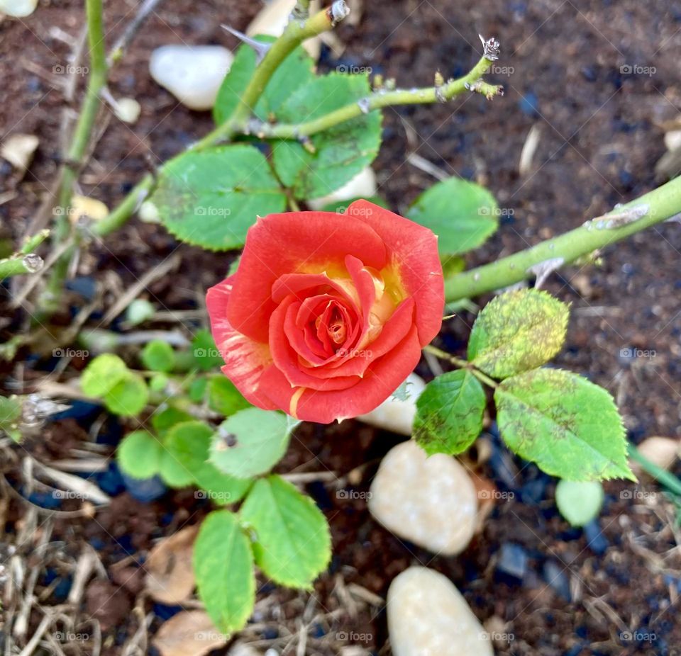 🌹 🇺🇸 Very beautiful flowers to brighten our day.  Live nature and its beauty. Did you like the delicate petals? / 🇧🇷 Flores muito bonitas para alegrar nosso dia. Viva a natureza e sua beleza. Gostaram das pétalas delicadas? 