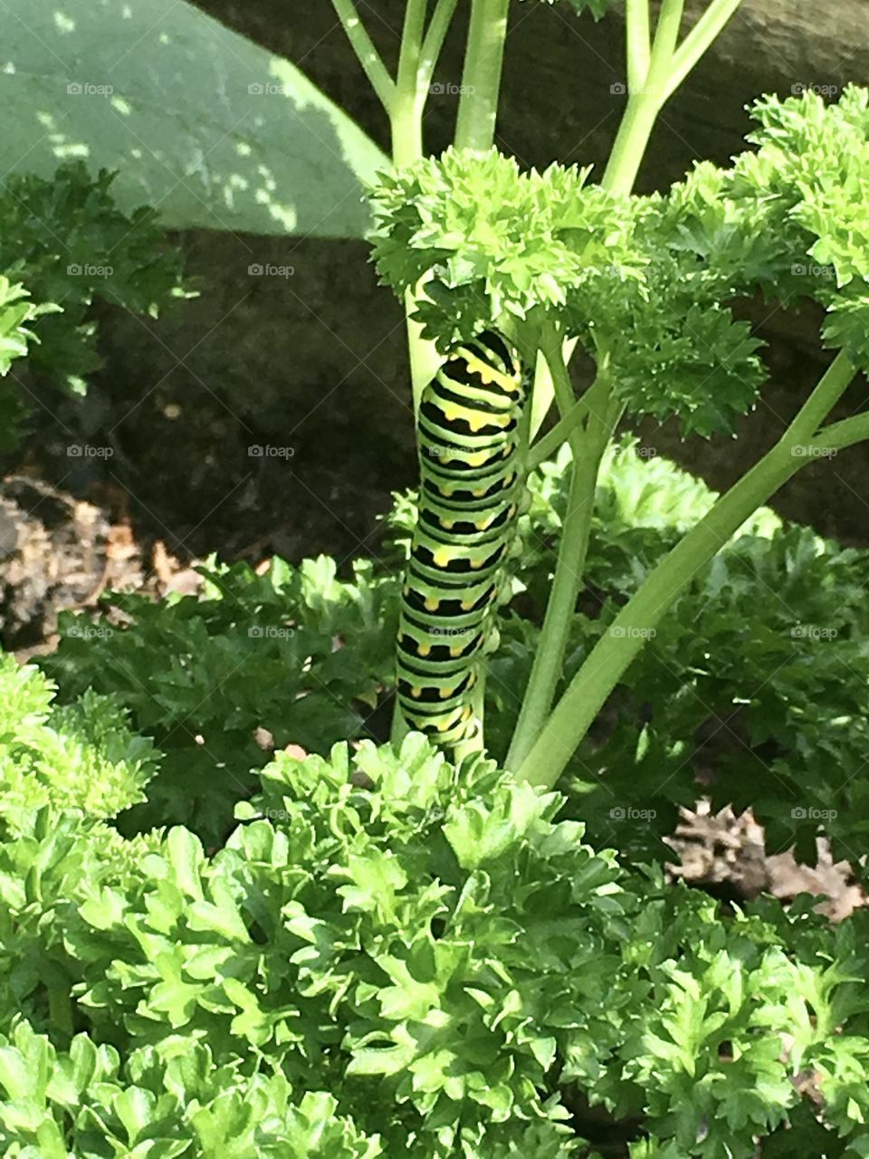 Swallowtail caterpillar on parsley 