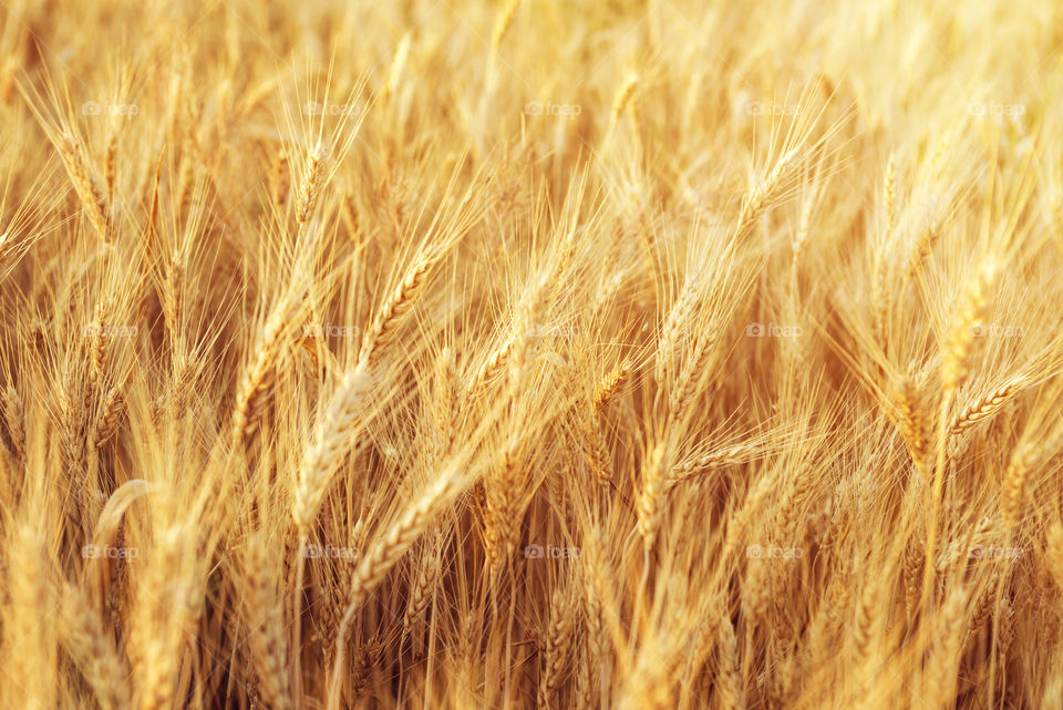 Fields of wheat at the end of summer fully ripe . Rural scenery under shining sunlight