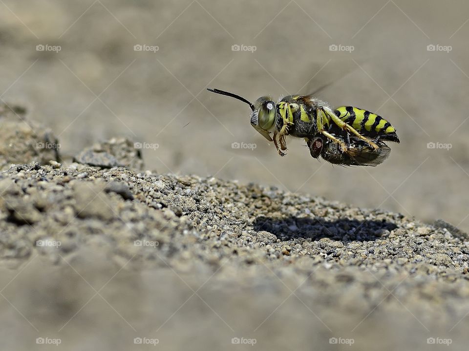 Sand Wasp.