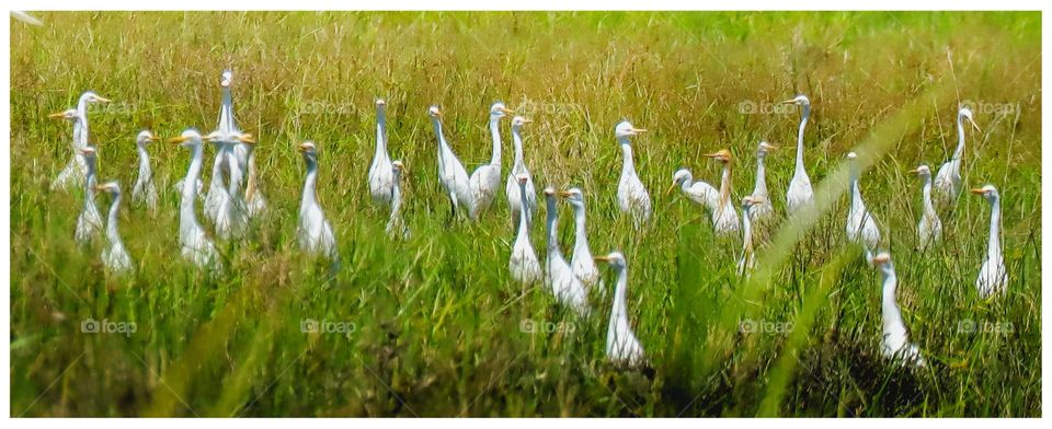 A group of great egret birds are foraging in the middle of a paddy field