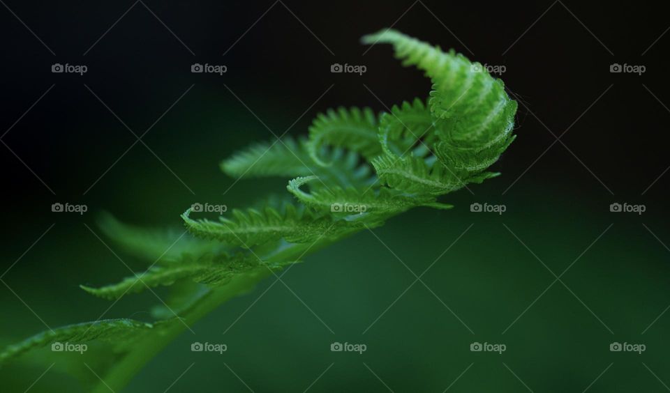 Green natural background with a fern leaf