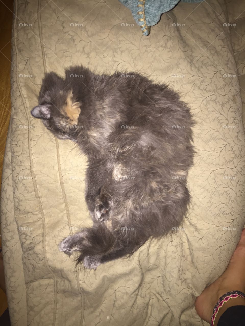 One, People, Portrait, Mammal, Cat