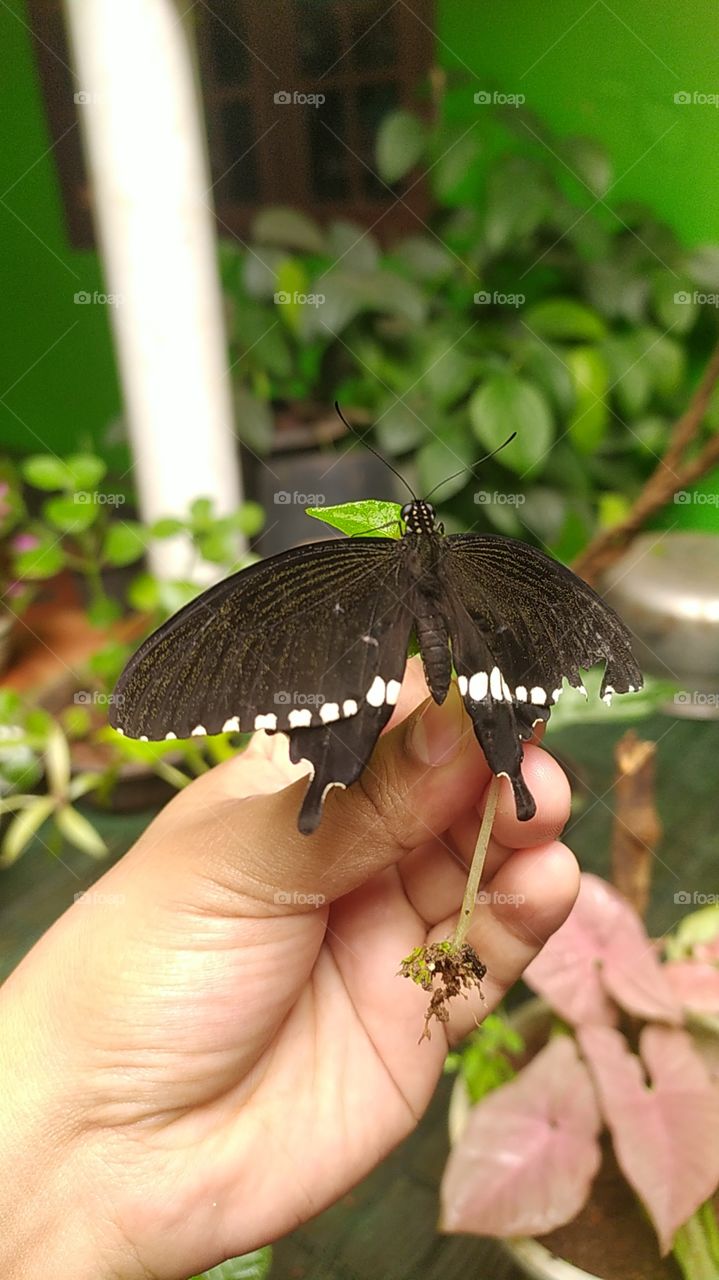 Swallow tail butterfly sitting on a fern just after hatching from its chrysalis.
