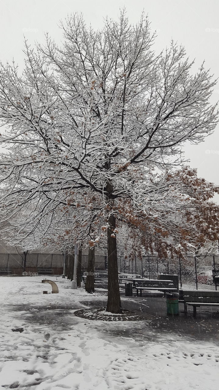 Trees in a park on a snowy day