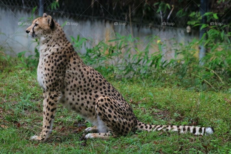 Cheetah on Watch 