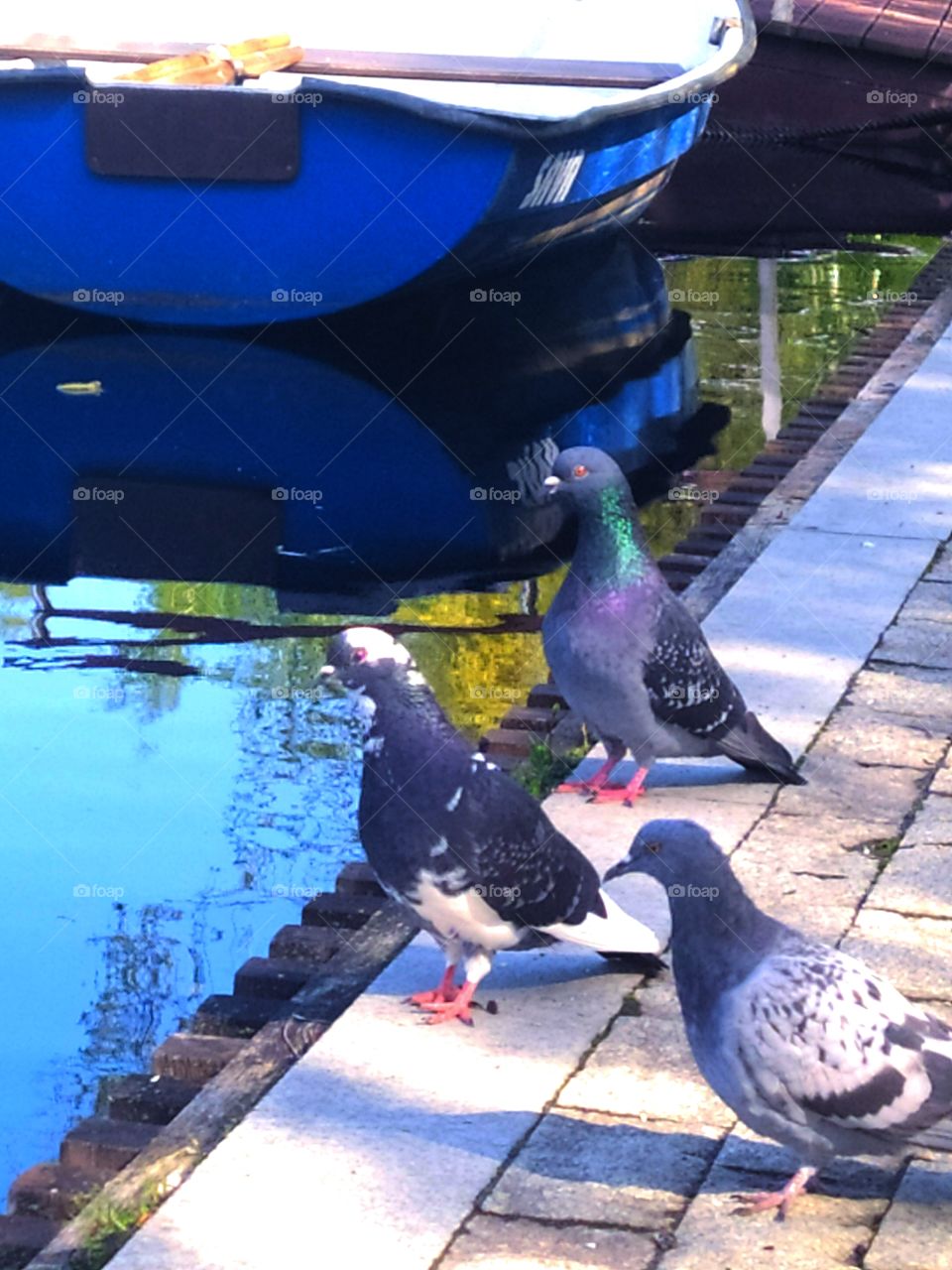 Three pigeons near the river where there is a wooden boat