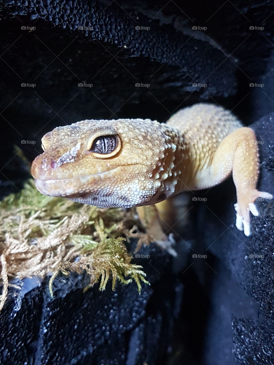 Lilly the Gecko