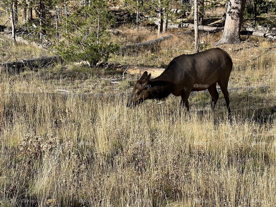 Elk feeding in the wild
