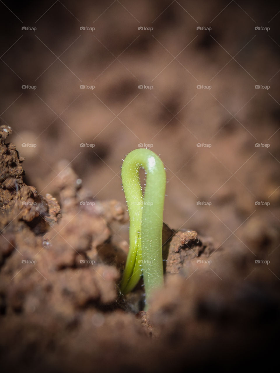new seedling growing through the soil