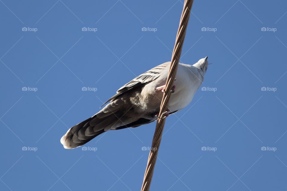 Crested pigeon perched high on an electric wire; view from underneath 