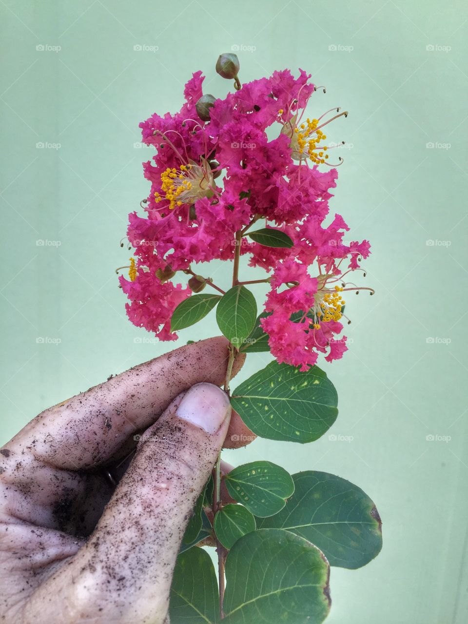Preparing a plant to be potted.