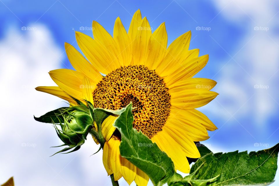 Beautiful sunflower on a summer day in Indiana 
