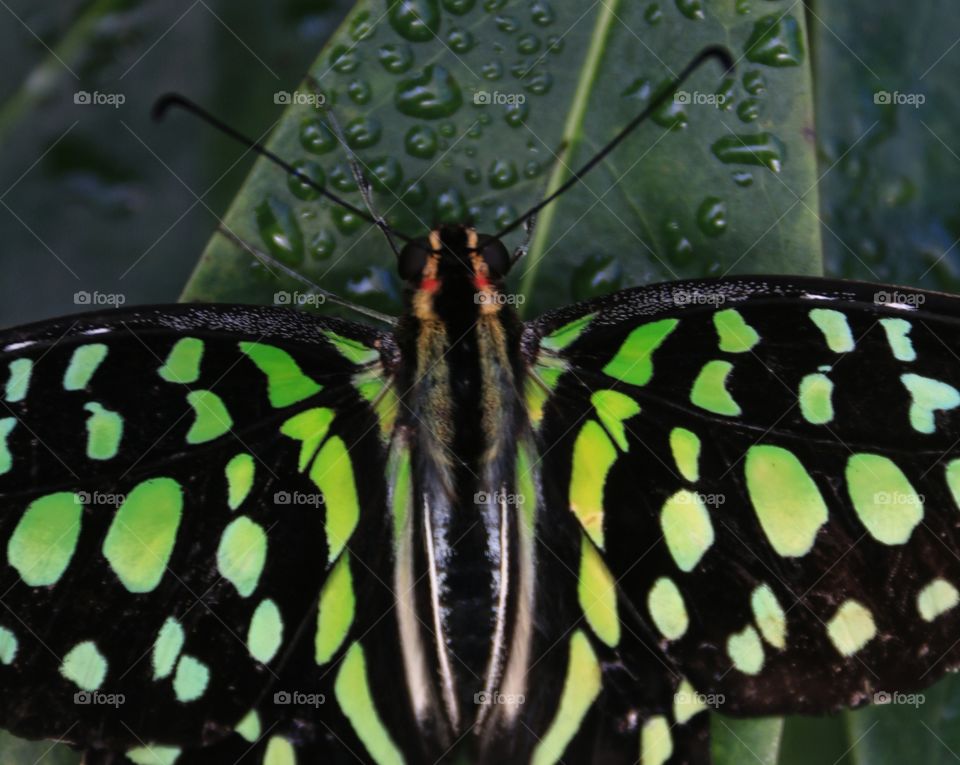 Green butterfly