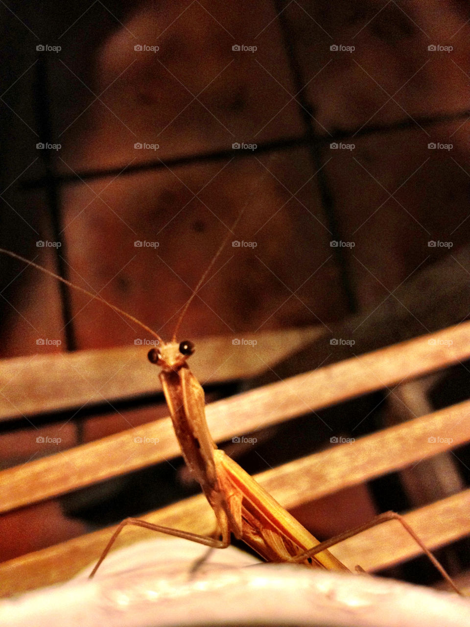 mantis praying mantis praying mantes close up by gdyiudt