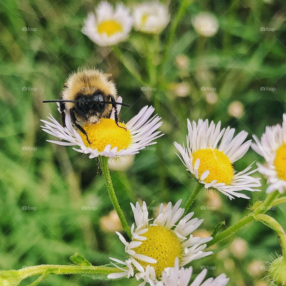 Bee collecting pollen 