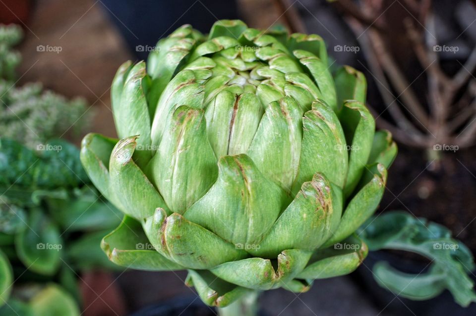 Close-up of artichoke