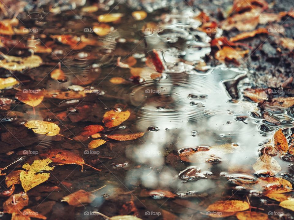 Autumn leaves in a puddle