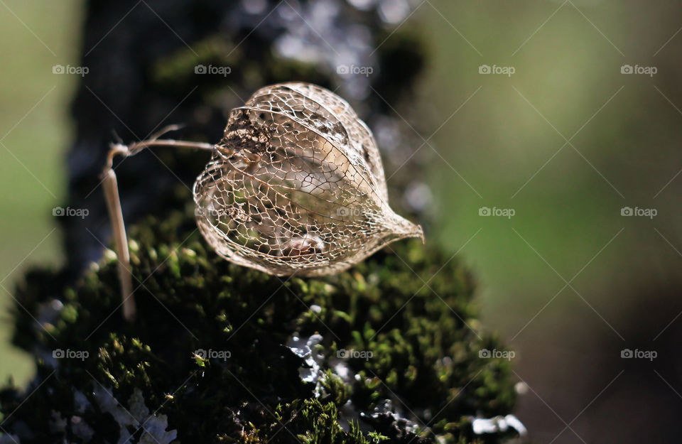 the skeleton of physalis as a fragile crystal decoration