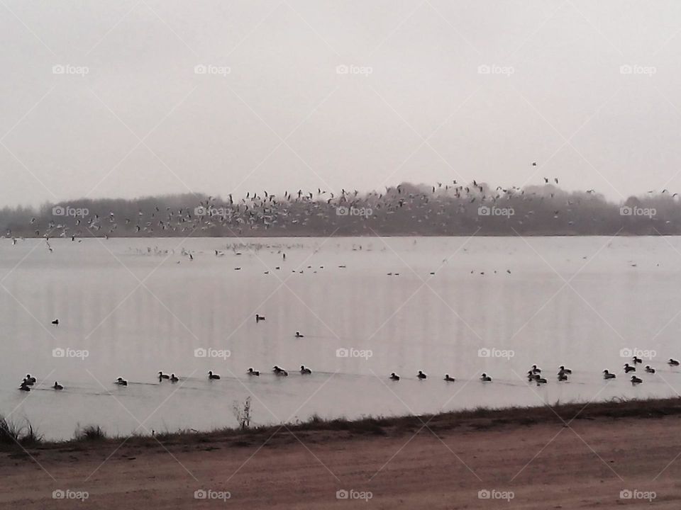 autumn lake and birds