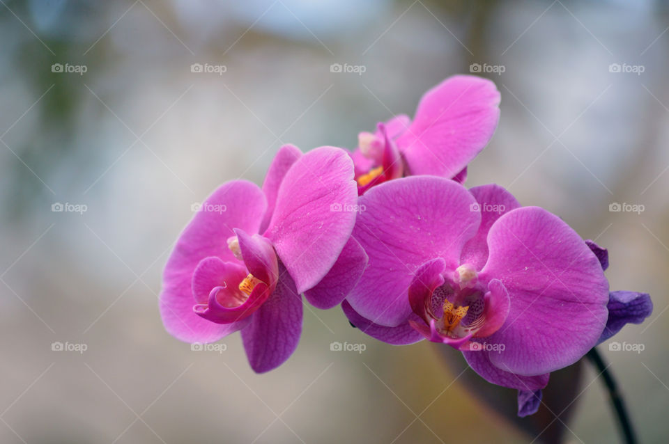 orchid