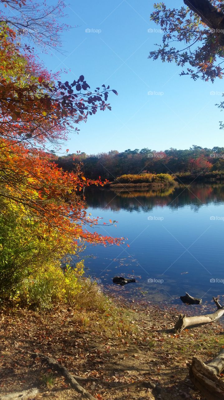 Fall, No Person, Tree, Leaf, Nature