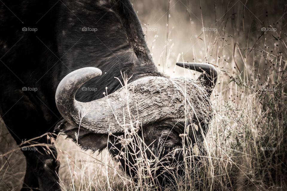 A closeup headshot of a Buffalo 